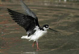 Black-necked Stilt