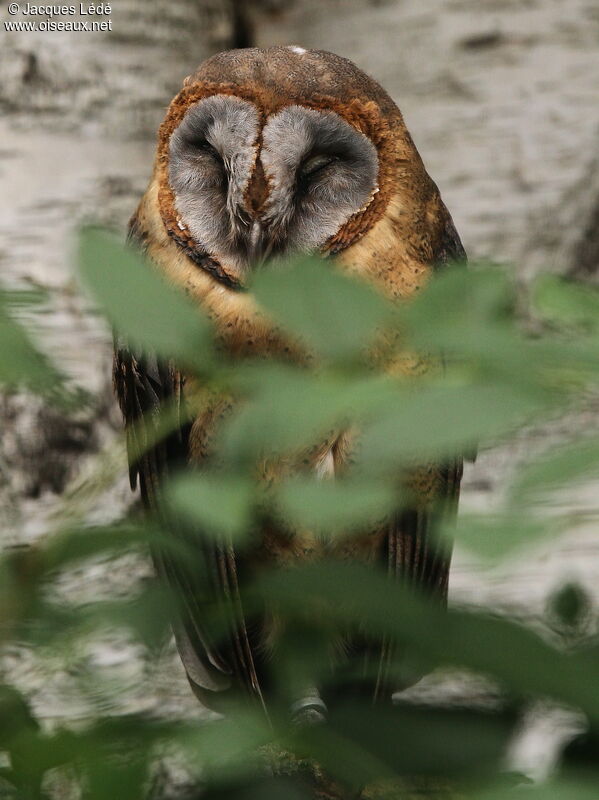 Ashy-faced Owl