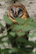 Ashy-faced Owl