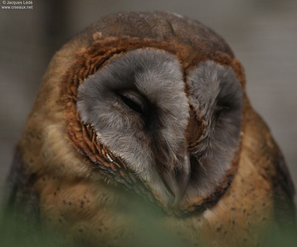 Ashy-faced Owl