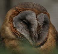 Ashy-faced Owl