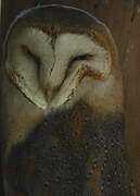 Western Barn Owl