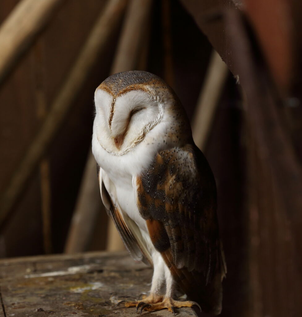 Western Barn Owl