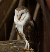 Western Barn Owl