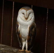 Western Barn Owl