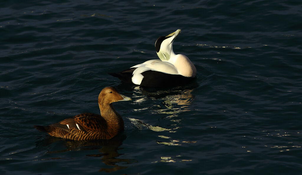 Eider à duvet