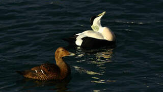 Common Eider