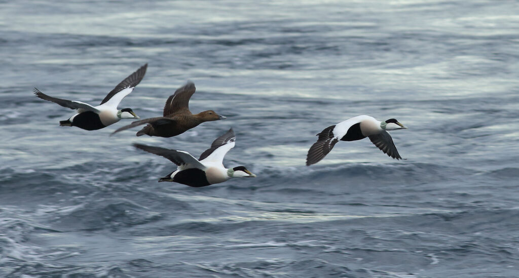 Common Eider