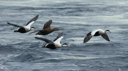 Eider à duvet