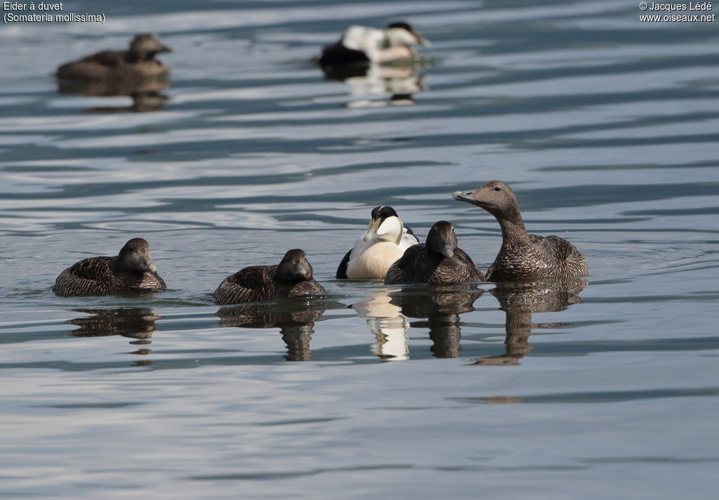 Eider à duvet