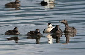 Common Eider