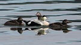 Eider à duvet