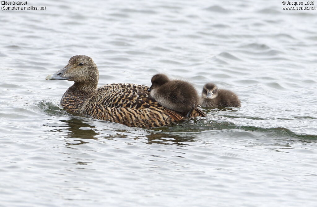 Common Eider