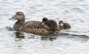 Eider à duvet