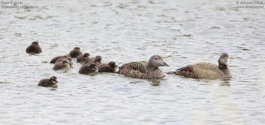 Eider à duvet