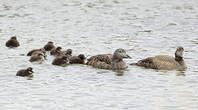 Eider à duvet