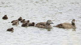 Eider à duvet