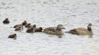 Common Eider