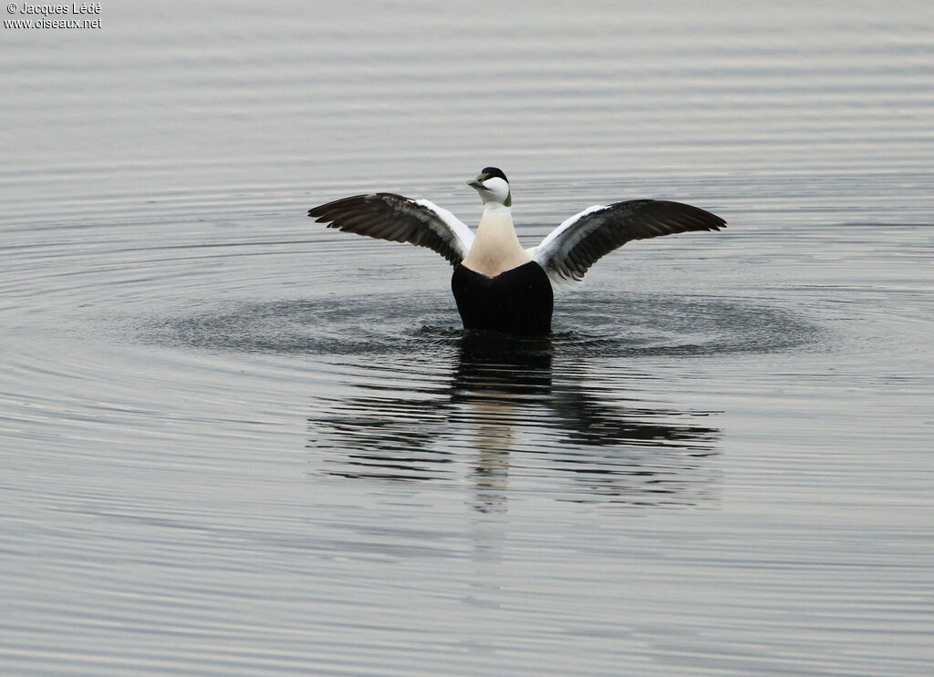 Common Eider