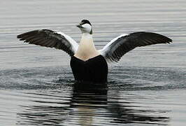 Eider à duvet