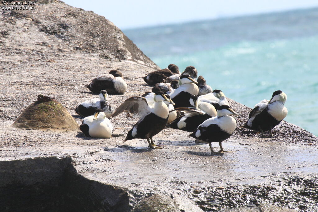 Eider à duvet