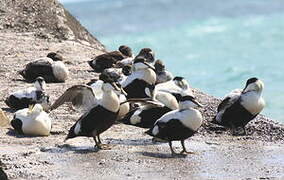 Eider à duvet