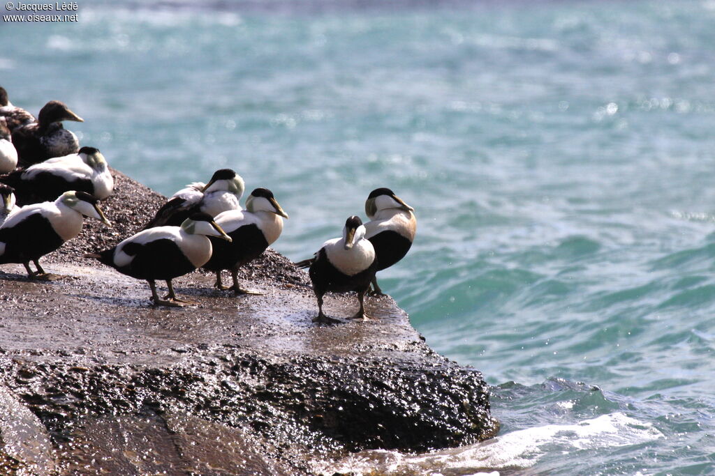 Eider à duvet