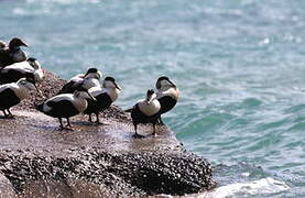 Common Eider