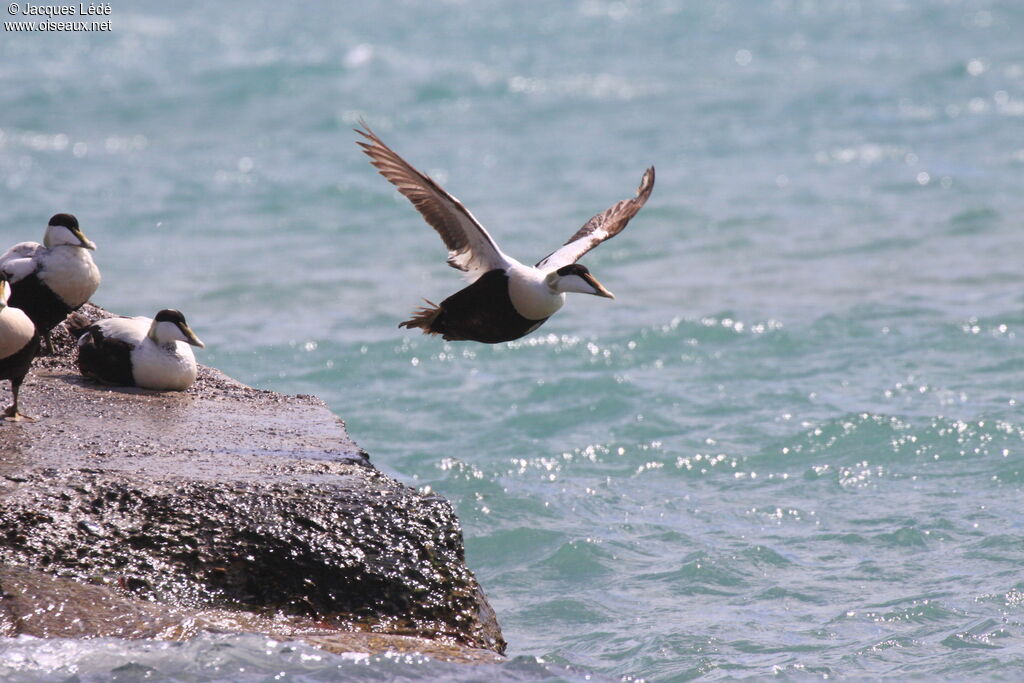 Common Eider