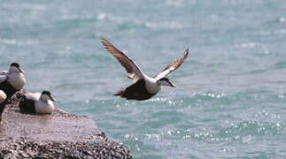 Common Eider