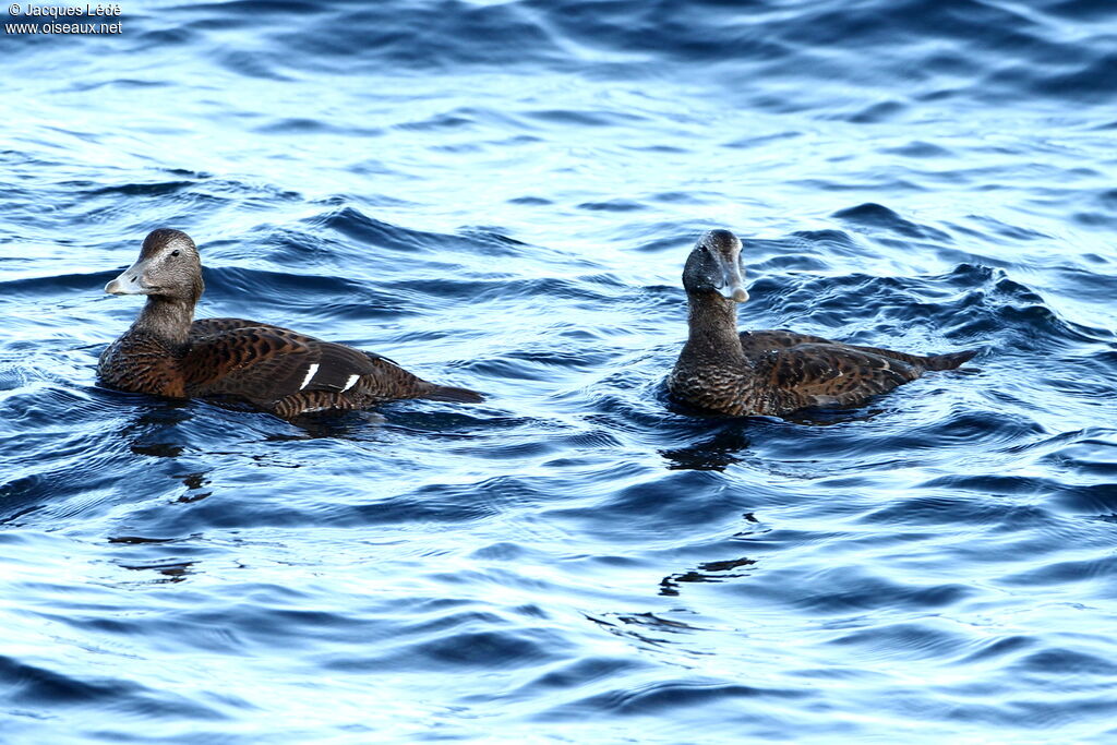 Eider à duvet