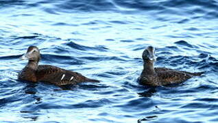 Eider à duvet