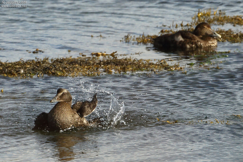 Eider à duvet