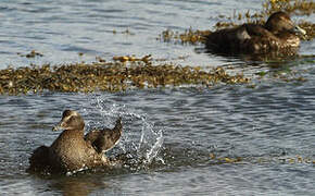 Common Eider