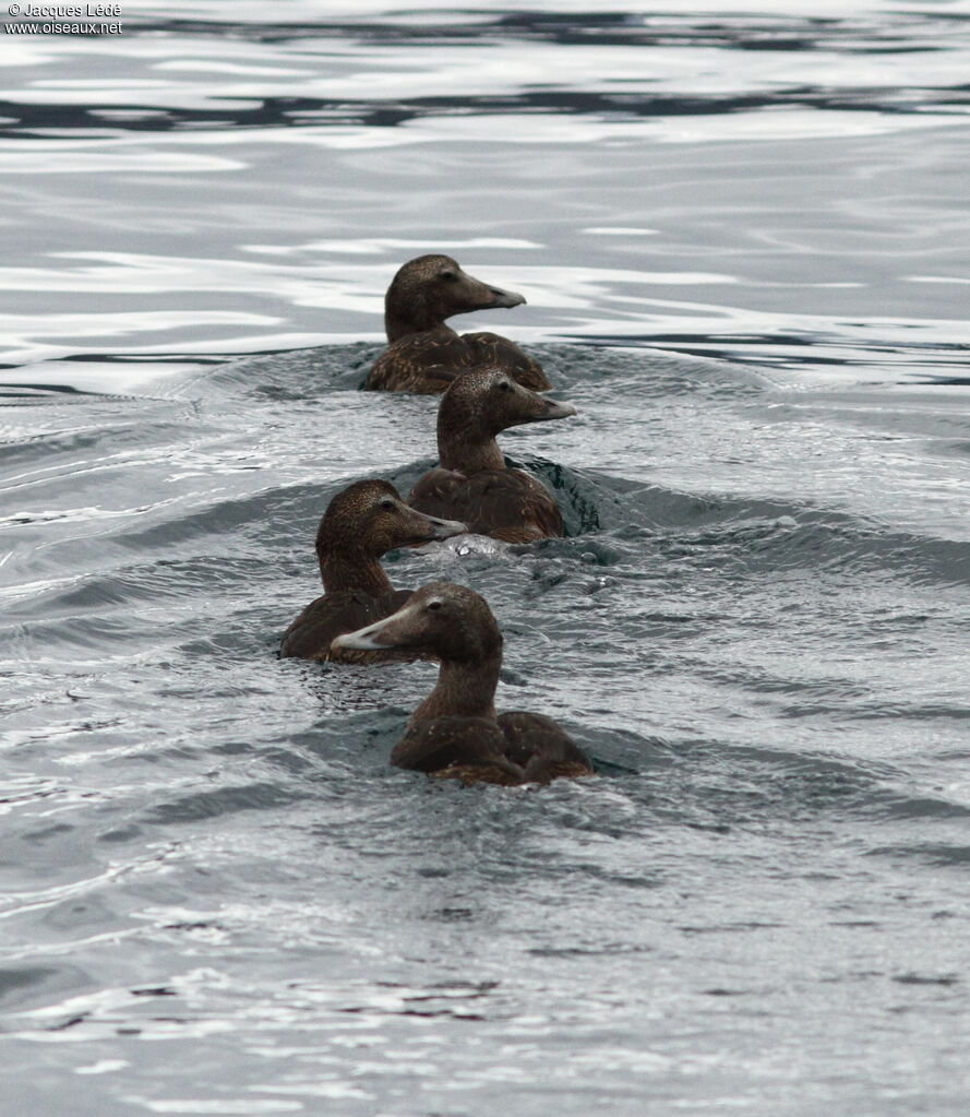 Eider à duvet