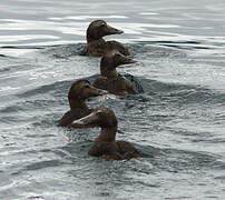 Common Eider