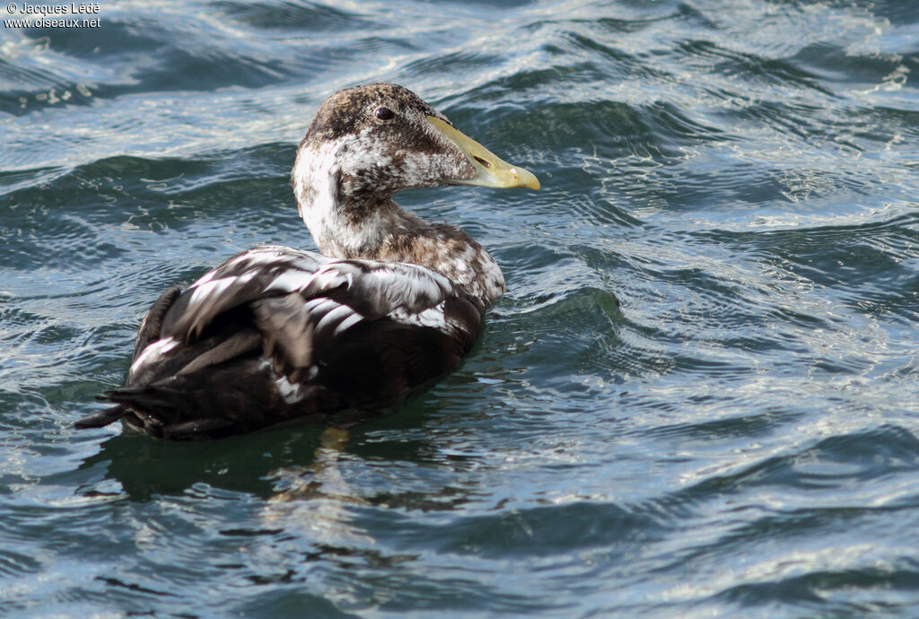 Common Eider