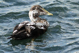 Common Eider