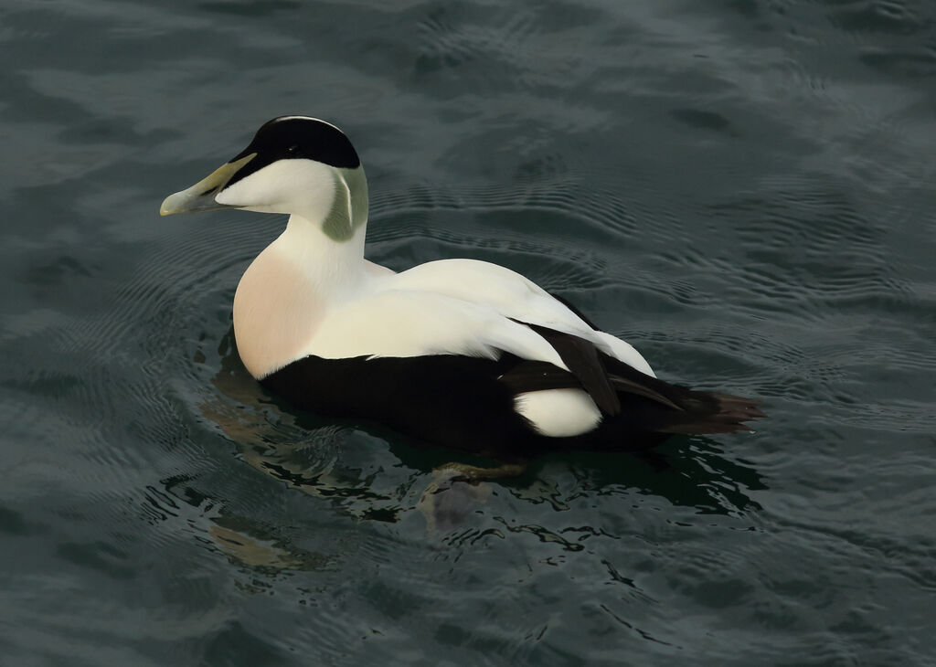 Eider à duvet