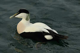 Common Eider