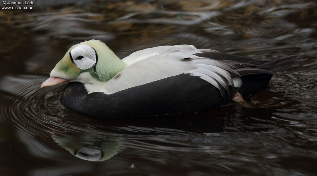 Eider à lunettes