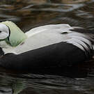 Eider à lunettes