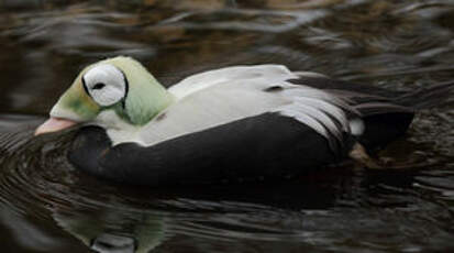 Eider à lunettes