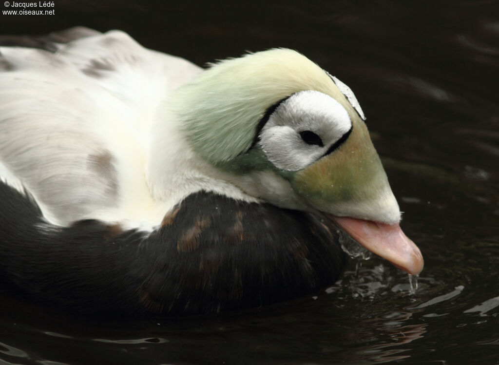 Eider à lunettes