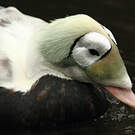 Eider à lunettes