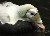 Eider à lunettes