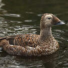 Eider à lunettes