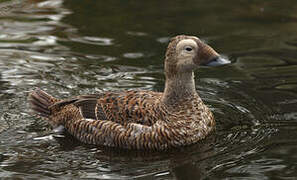 Eider à lunettes