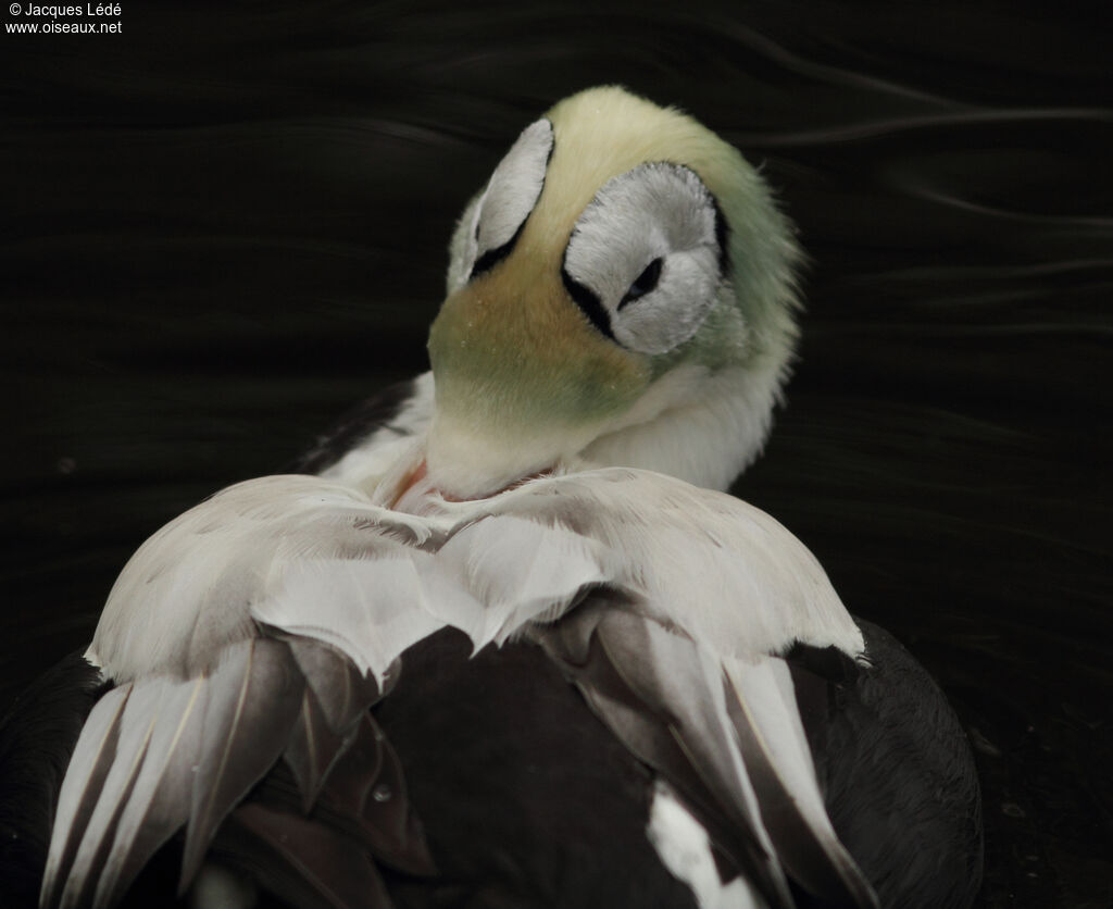 Eider à lunettes