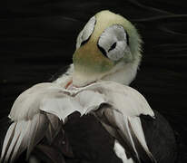 Spectacled Eider